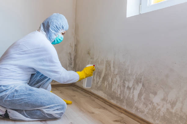 Licensed Mold Remediation service in Florence, TX - WQB Mold Removal